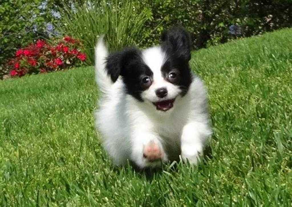 Papillon Dog “The Cutest & Smartest Toy for Everyone” (22)