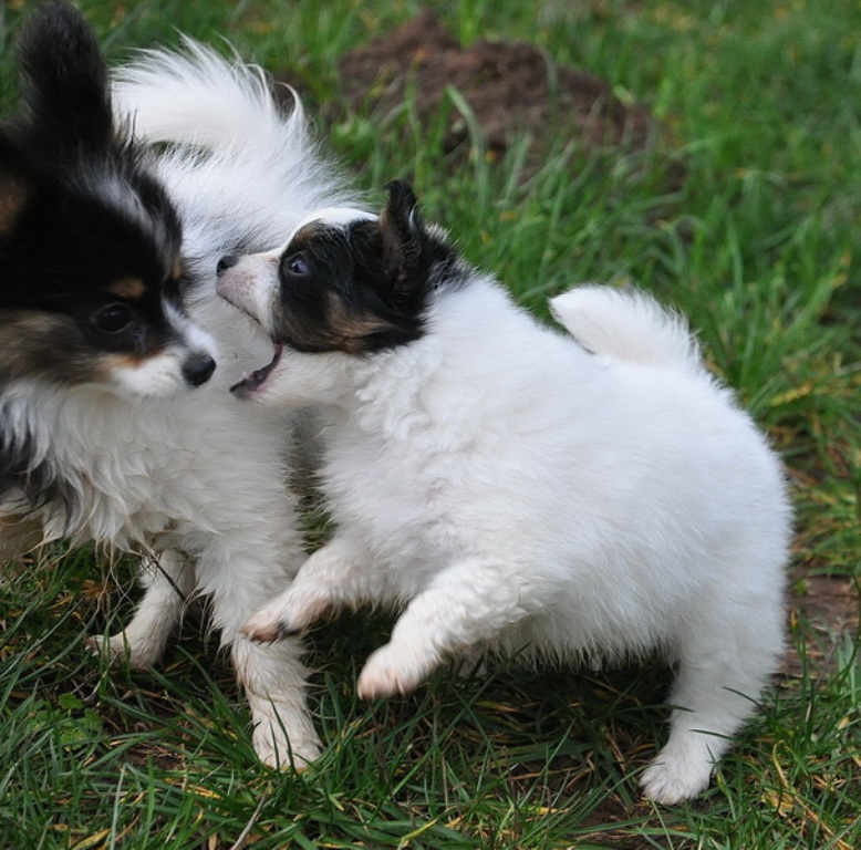 Papillon Dog “The Cutest & Smartest Toy for Everyone” (23)