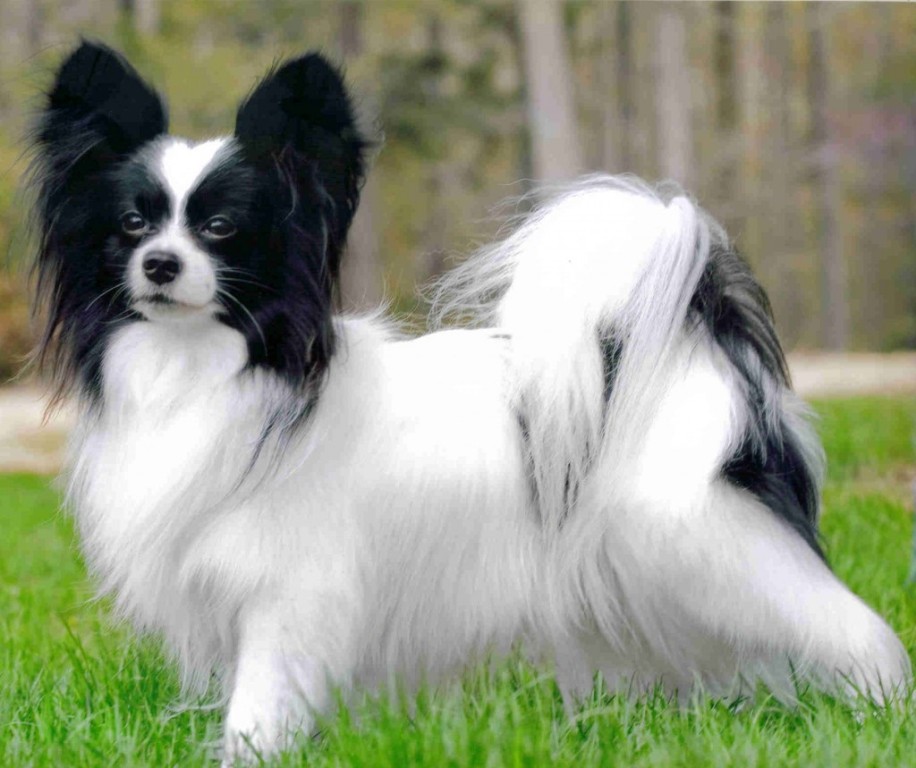 Papillon Dog “The Cutest & Smartest Toy for Everyone” (3)