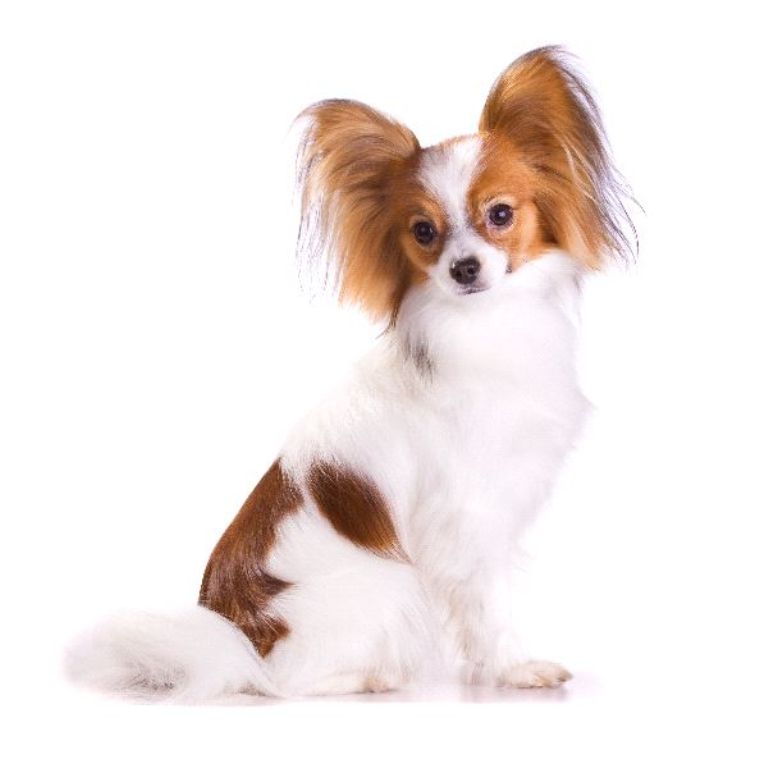 Papillon-Dog-“The-Cutest-Smartest-Toy-for-Everyone”-4 Papillon Dog Breed “Cutest & Smartest Gift for Everyone”