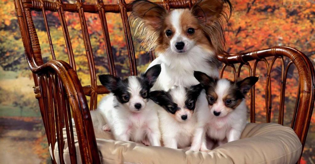 Papillon Dog “The Cutest & Smartest Toy for Everyone” (5)