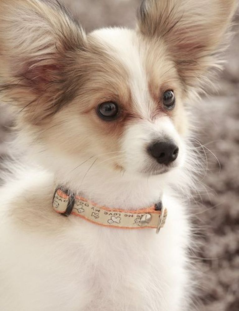 Papillon Dog “The Cutest & Smartest Toy for Everyone” (7)