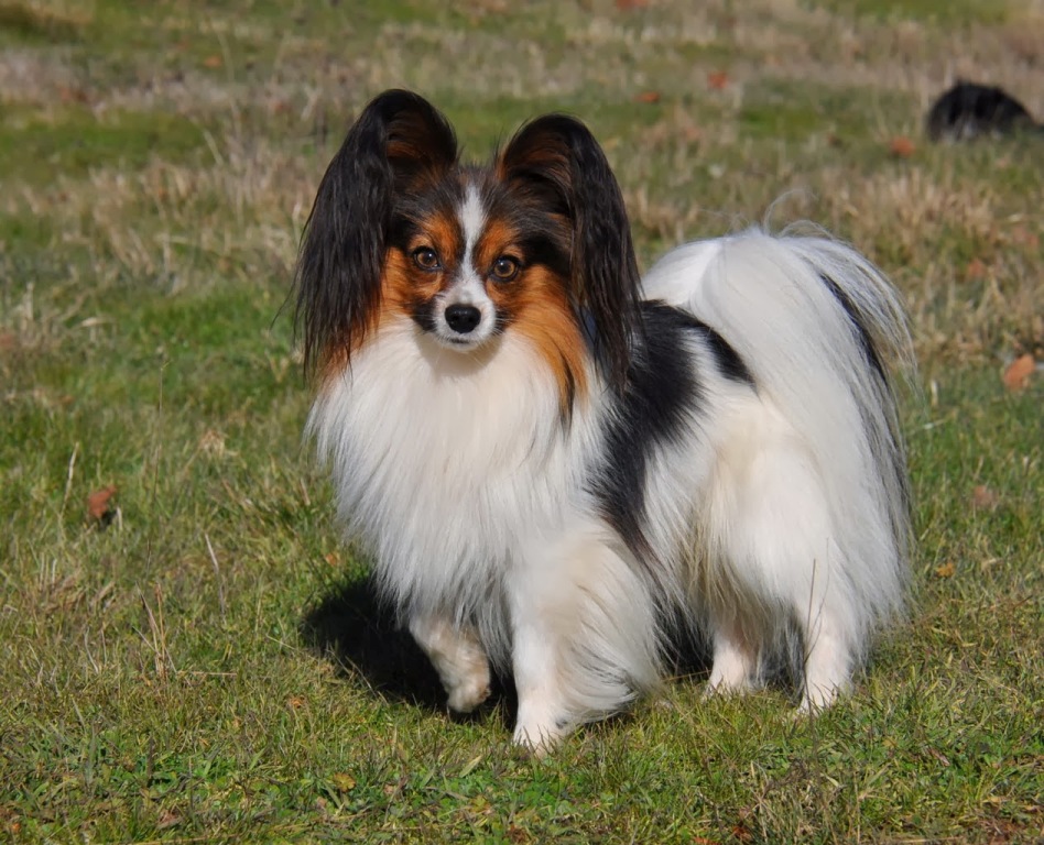 Papillon Dog “The Cutest & Smartest Toy for Everyone” (8)