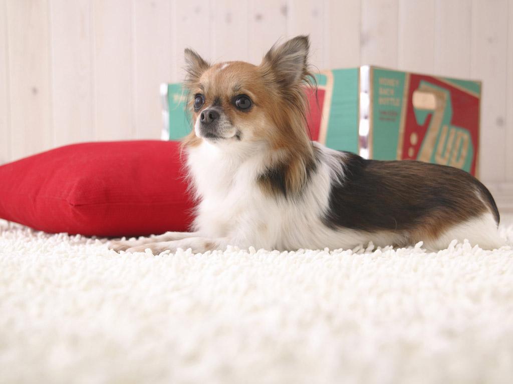 Papillon-Dog-“The-Cutest-Smartest-Toy-for-Everyone”-9 Papillon Dog Breed “Cutest & Smartest Gift for Everyone”