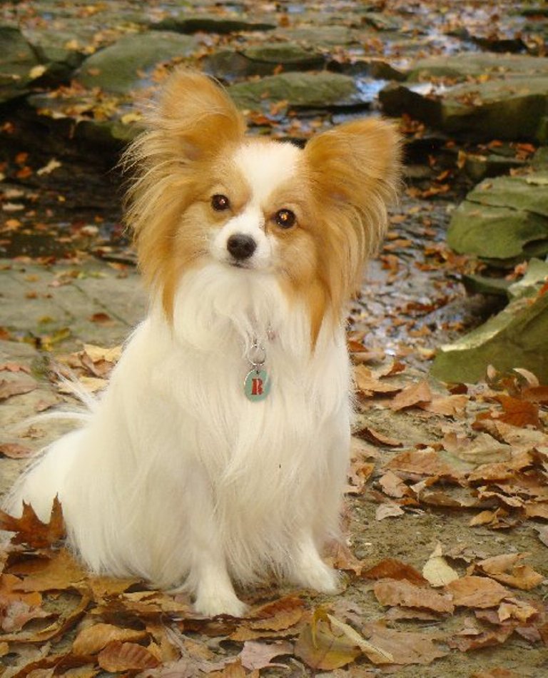 Papillon Dog “The Cutest & Smartest Toy for Everyone”