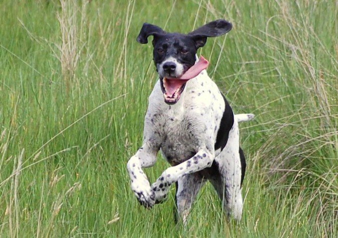 7 Exciting Pointer Dog Breed Facts “The Perfect Choice For Hunters”