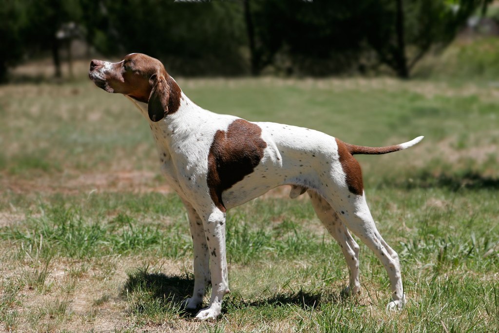 Pointer Dog “The Perfect Choice for Hunters” (1)
