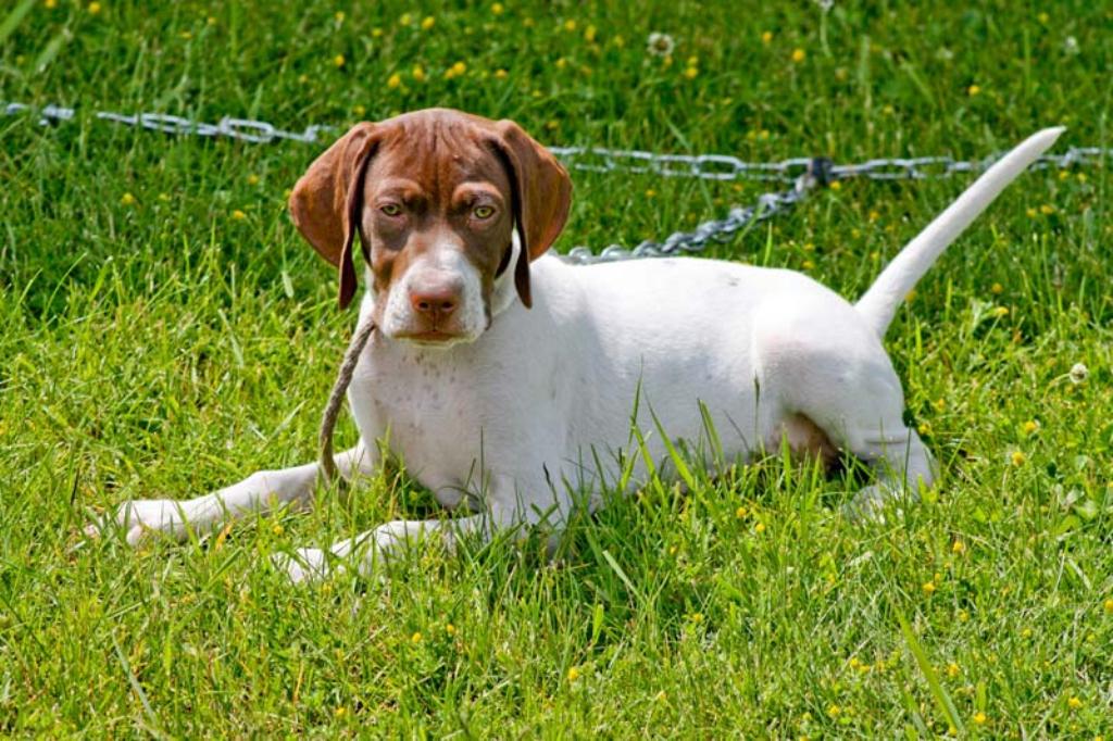 Pointer Dog “The Perfect Choice for Hunters” (10)