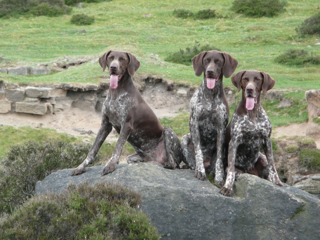 7 Exciting Pointer Dog Breed Facts “The Perfect Choice For Hunters”