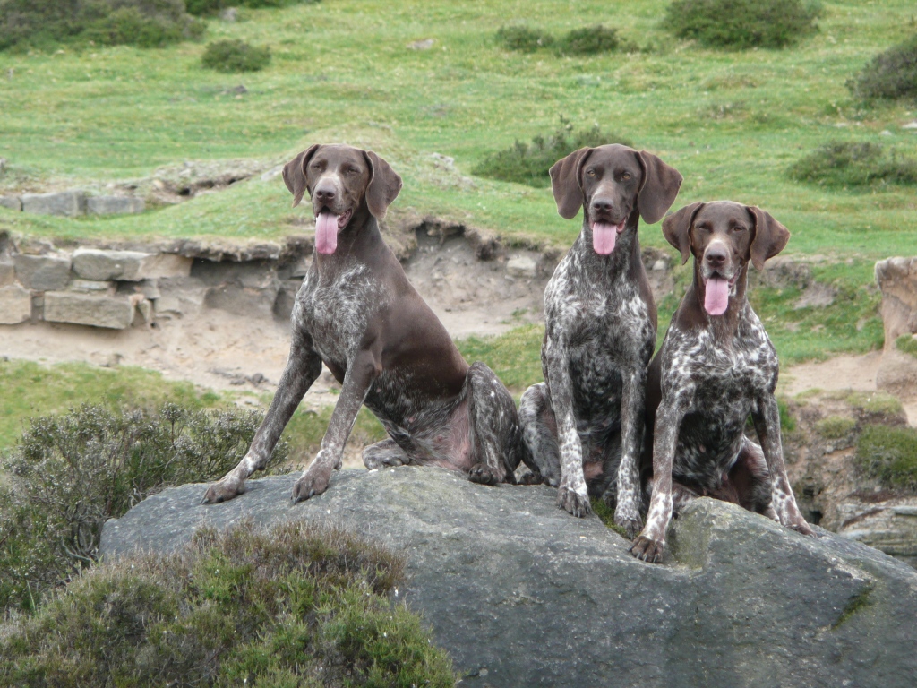 Pointer Dog “The Perfect Choice for Hunters” (12)