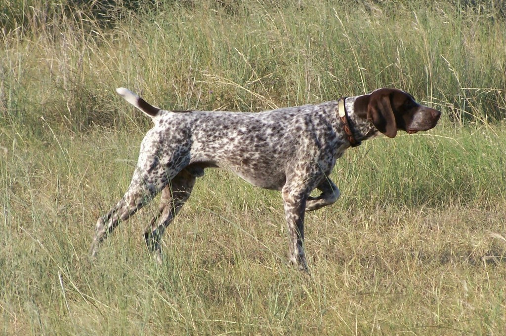Pointer Dog “The Perfect Choice for Hunters” (13)