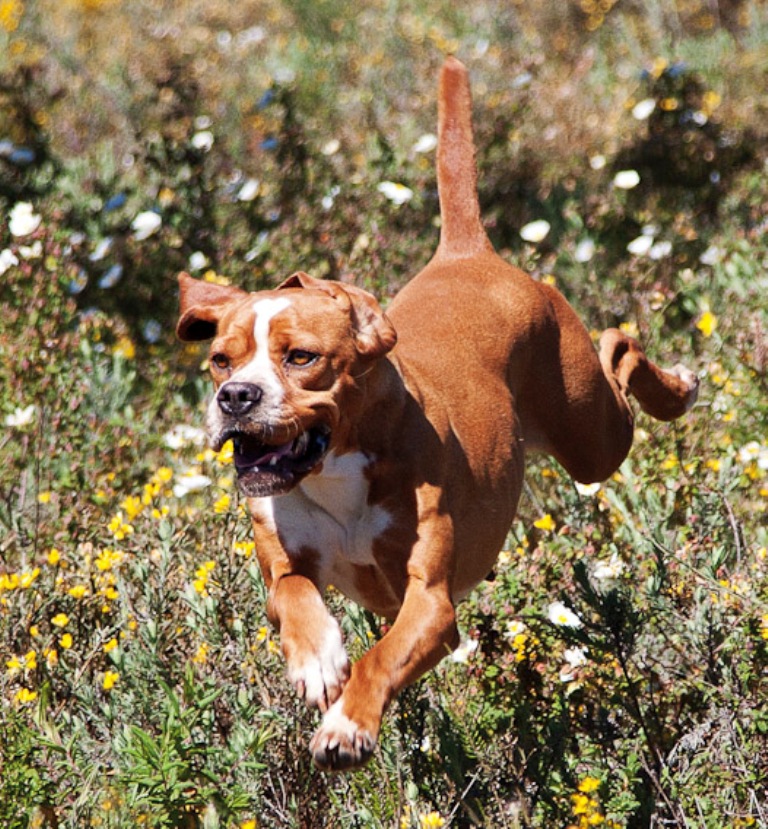 Pointer-Dog-“The-Perfect-Choice-for-Hunters”-14 7 Exciting Pointer Dog Breed Facts “The Perfect Choice for Hunters”