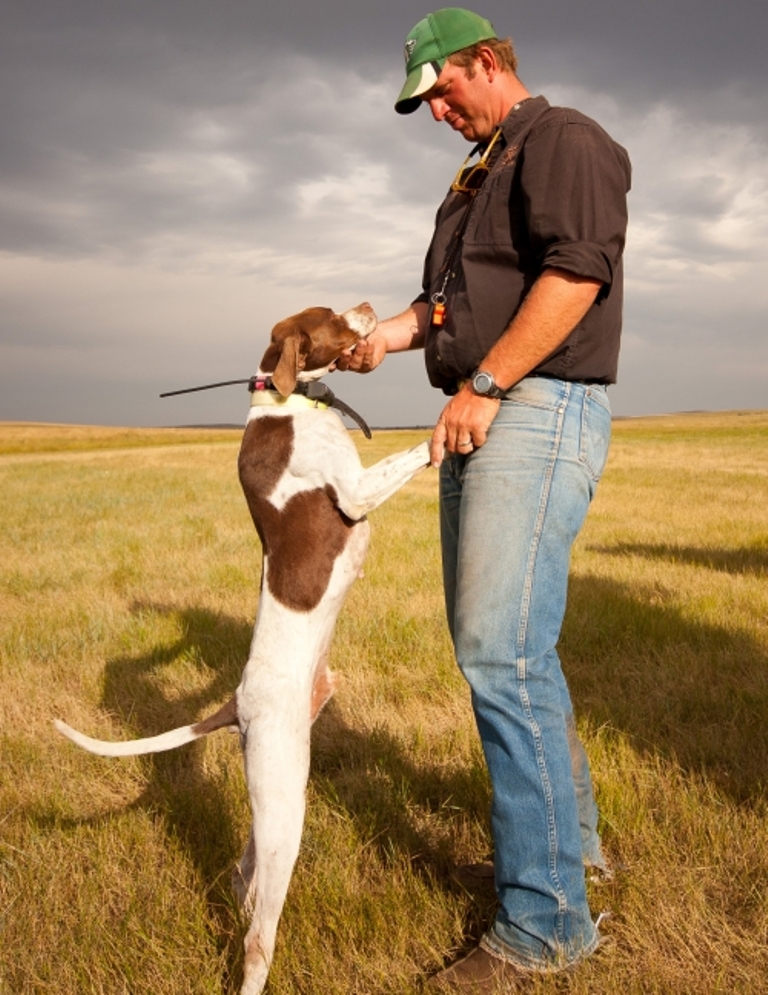 Pointer Dog “The Perfect Choice for Hunters” (15)