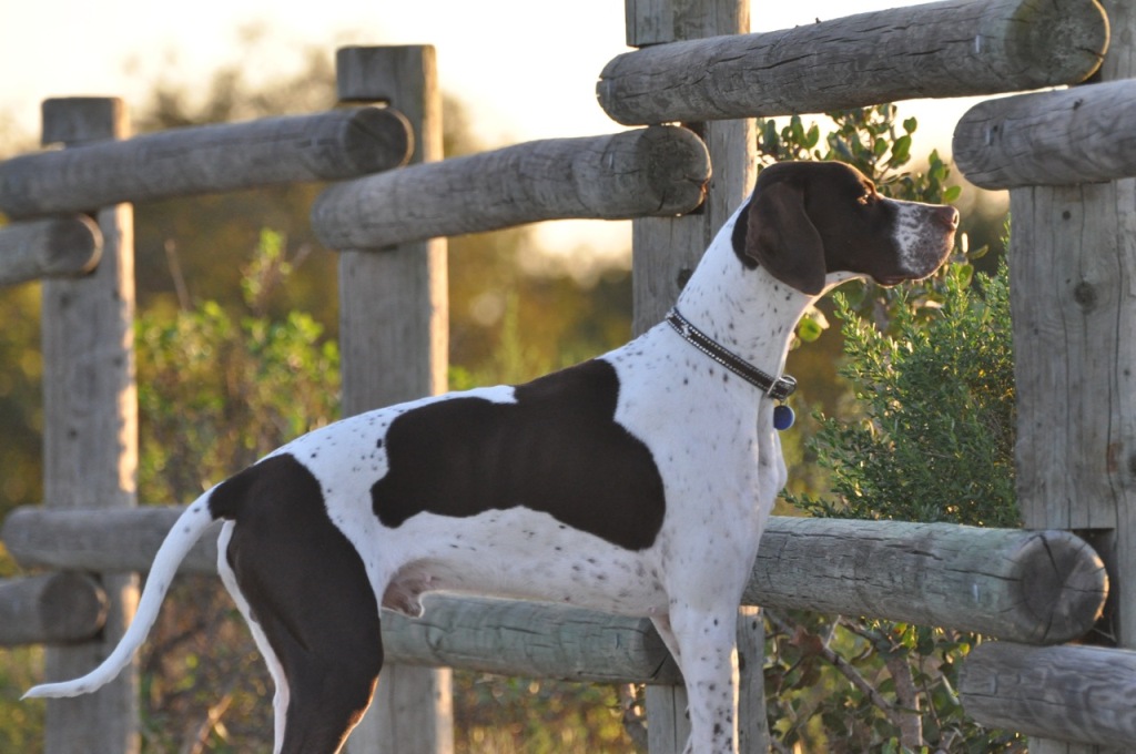 Pointer Dog “The Perfect Choice for Hunters” (19)
