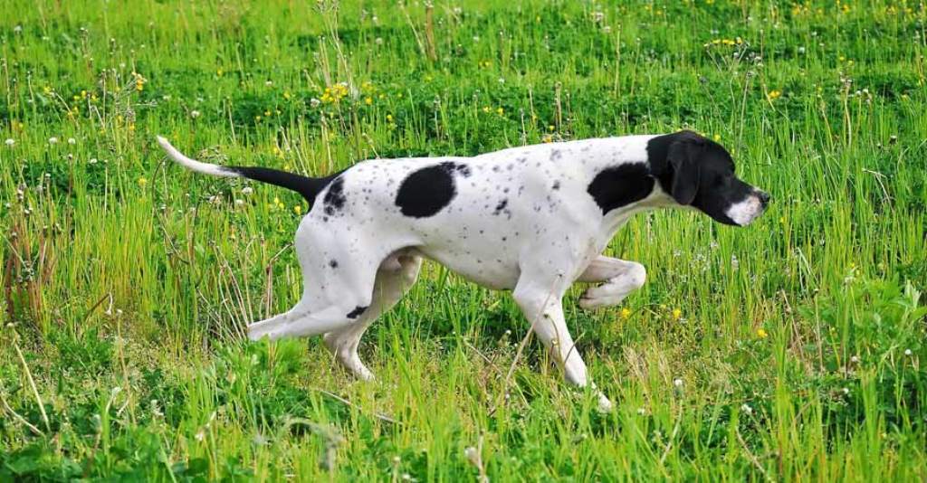 Pointer Dog “The Perfect Choice for Hunters” (2)