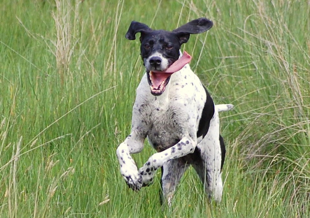 Pointer Dog “The Perfect Choice for Hunters” (20)