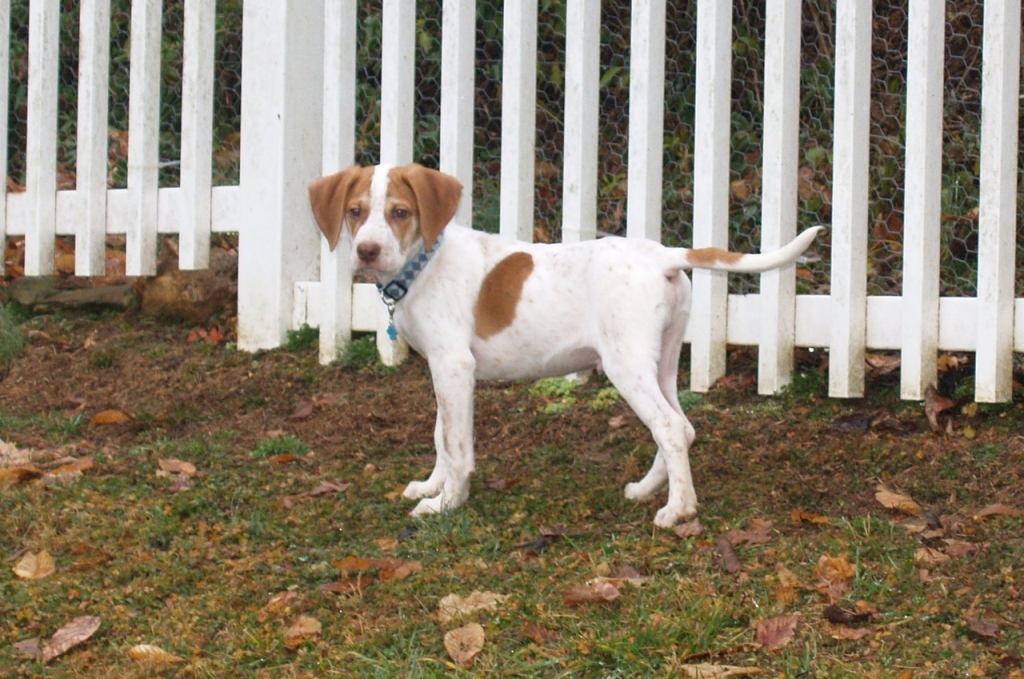 Pointer-Dog-“The-Perfect-Choice-for-Hunters”-21 7 Exciting Pointer Dog Breed Facts “The Perfect Choice for Hunters”