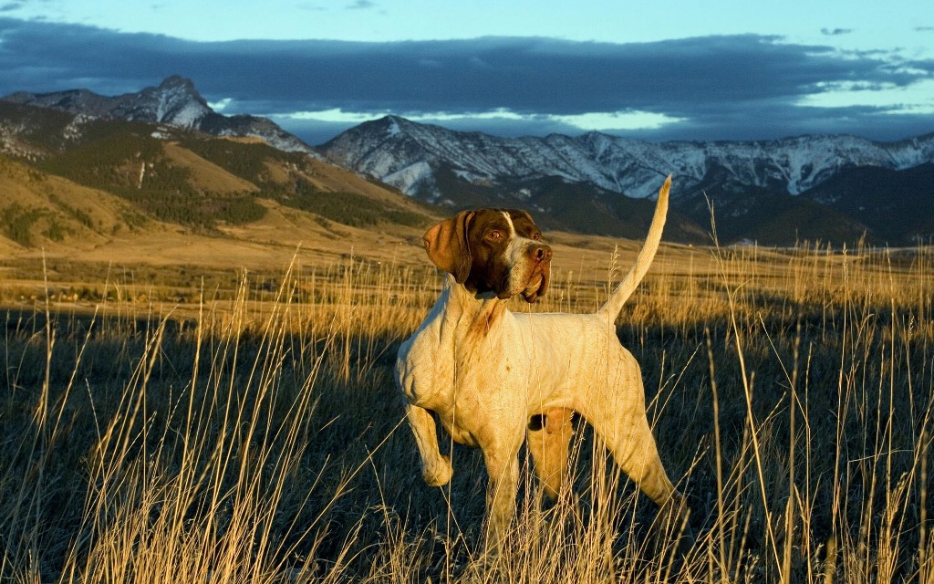 Pointer Dog “The Perfect Choice for Hunters” (22)