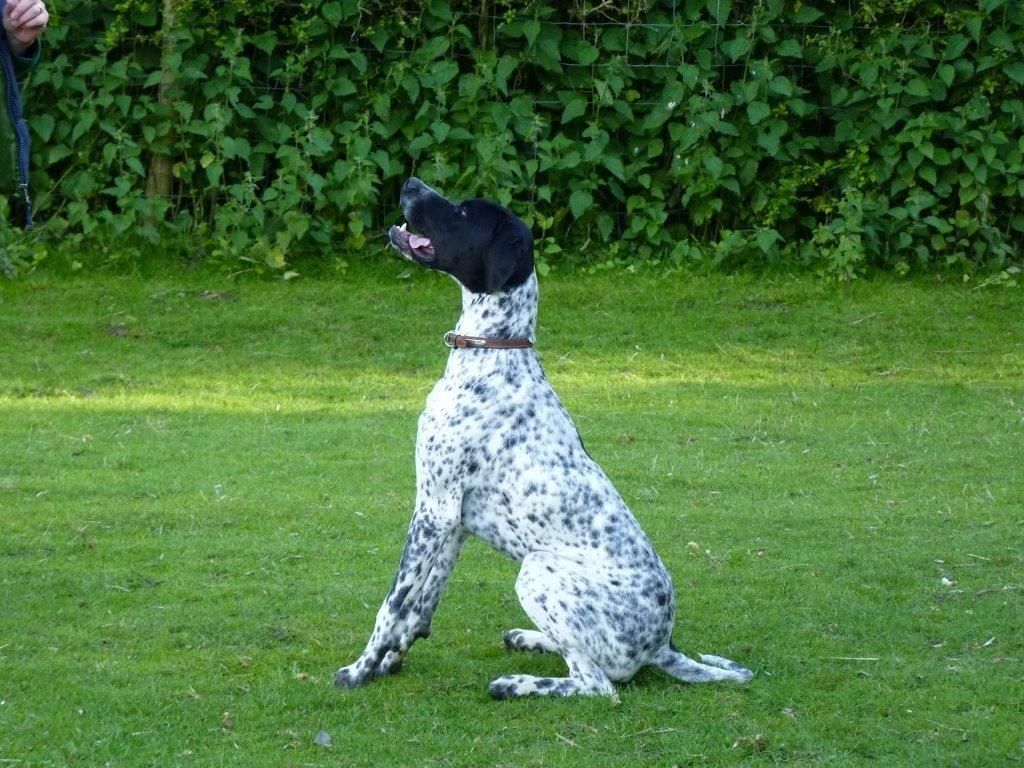 Pointer Dog “The Perfect Choice for Hunters” (23)