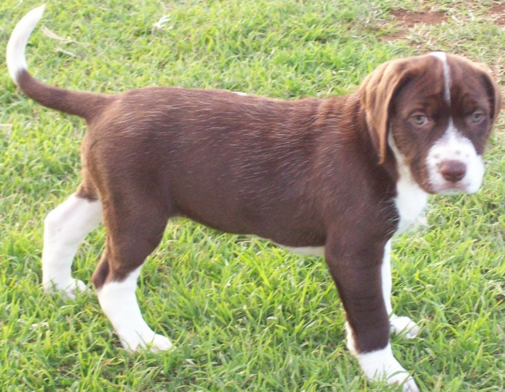 Pointer Dog “The Perfect Choice for Hunters” (24)