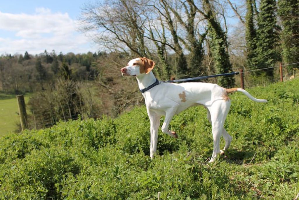 Pointer-Dog-“The-Perfect-Choice-for-Hunters”-25 7 Exciting Pointer Dog Breed Facts “The Perfect Choice for Hunters”