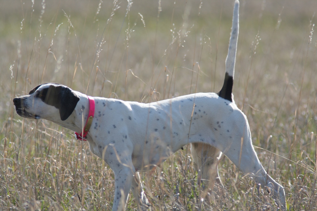 Pointer Dog “The Perfect Choice for Hunters” (26)