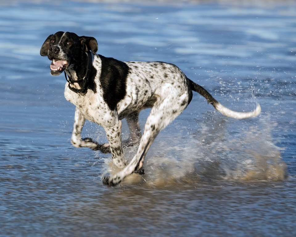 Pointer-Dog-“The-Perfect-Choice-for-Hunters”-27 7 Exciting Pointer Dog Breed Facts “The Perfect Choice for Hunters”