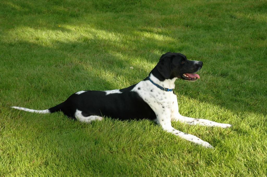 Pointer Dog “The Perfect Choice for Hunters” (3)