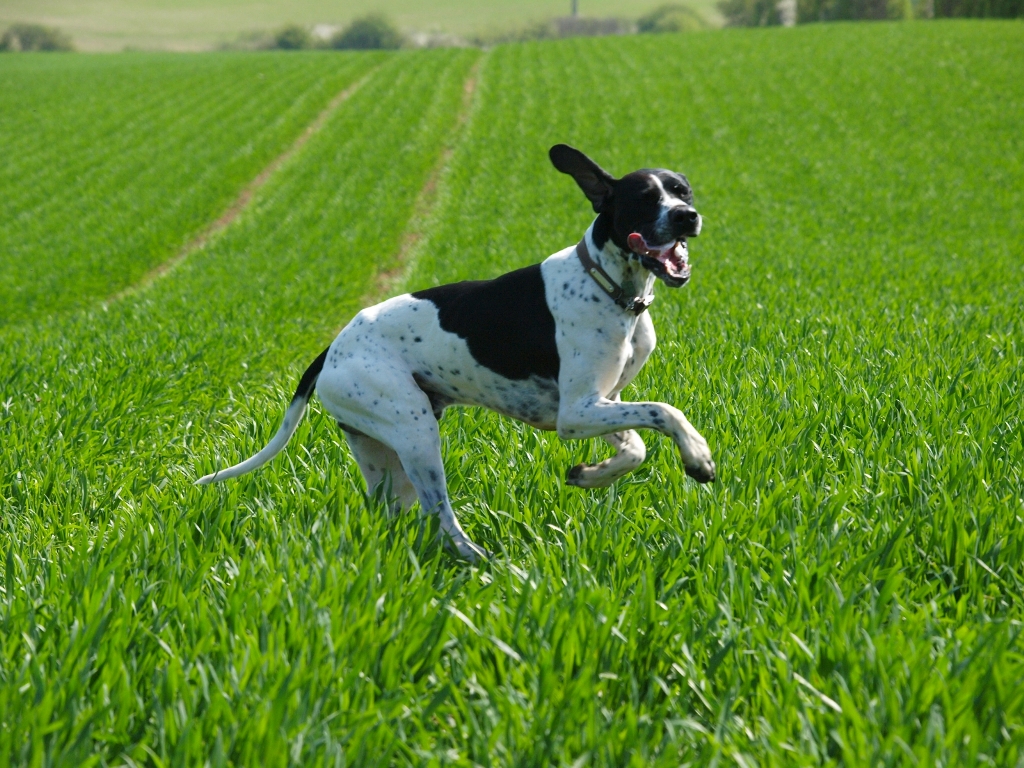 Pointer Dog “The Perfect Choice for Hunters” (4)