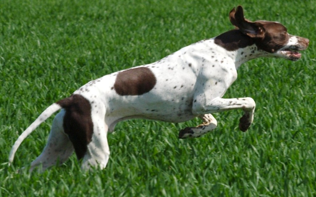 Pointer Dog “The Perfect Choice for Hunters” (5)