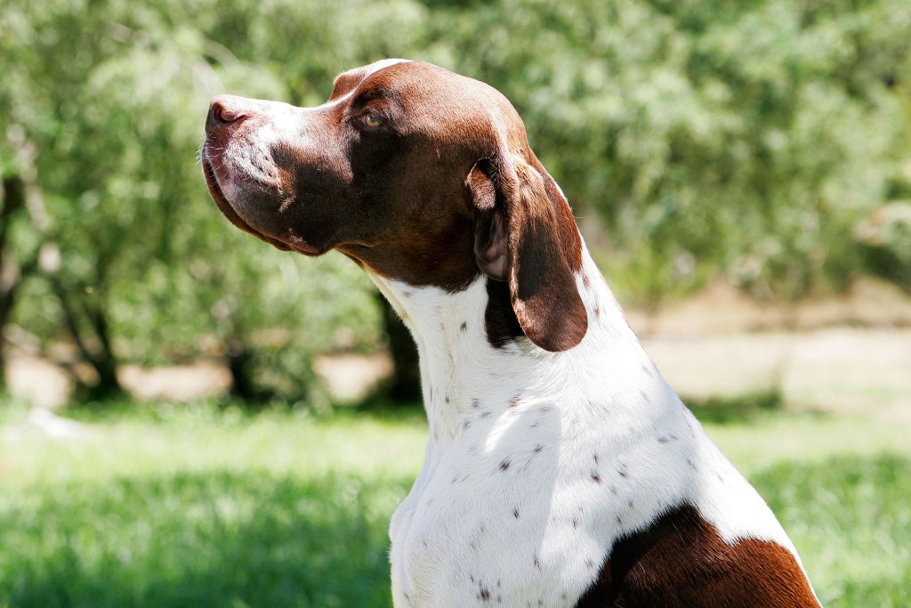 Pointer Dog “The Perfect Choice for Hunters” (7)