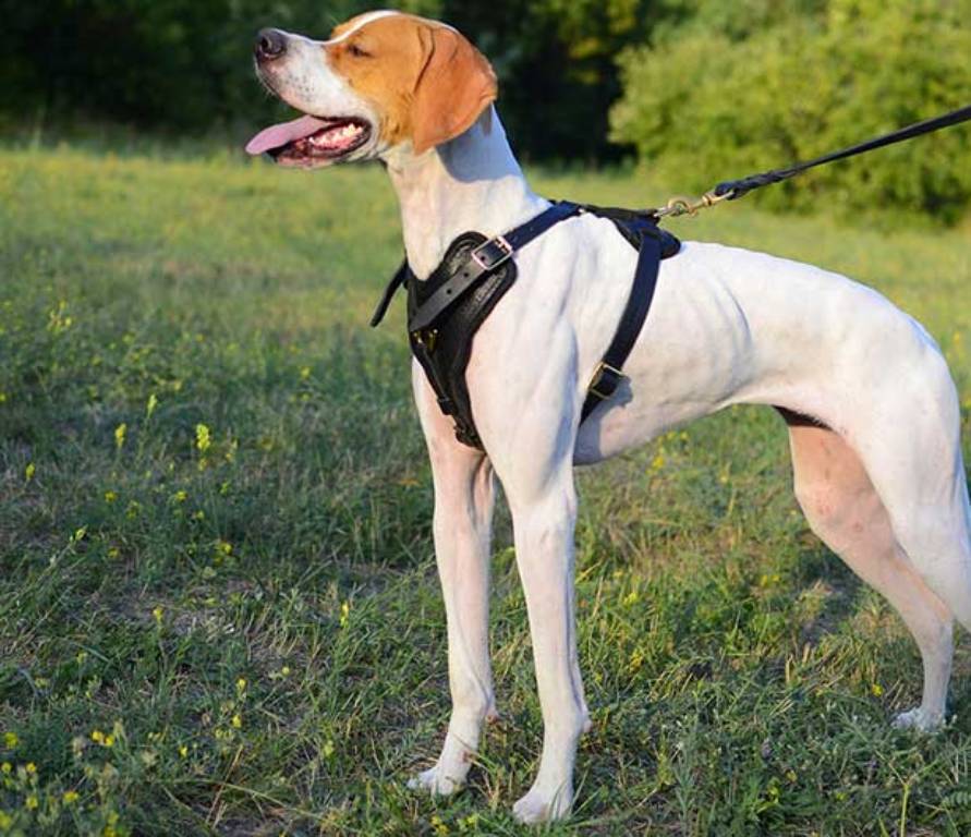 Pointer Dog “The Perfect Choice for Hunters” (9)