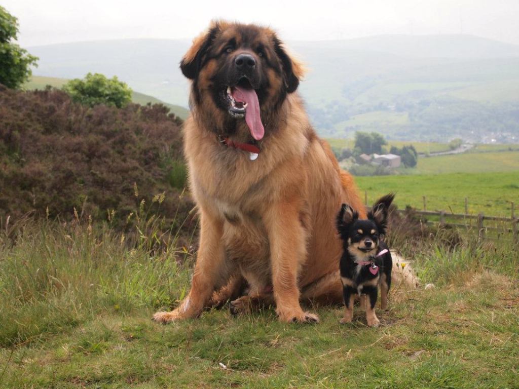The Giant Leonberger Dog “The New Lion” (1)