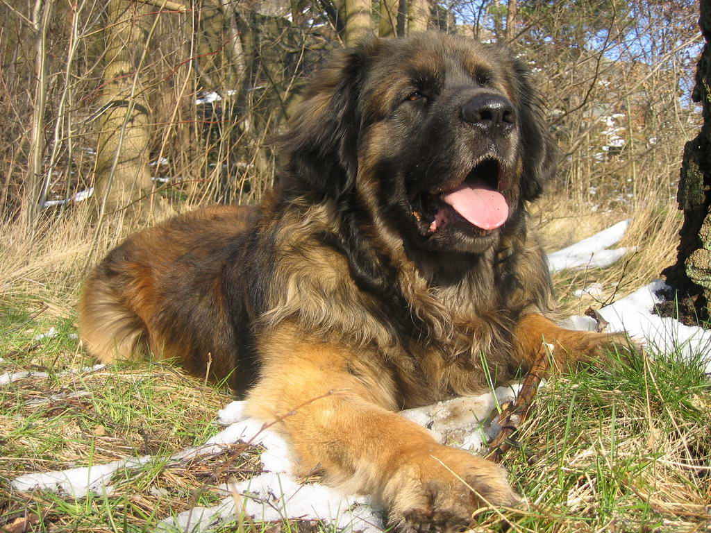 The Giant Leonberger Dog “The New Lion” (10)