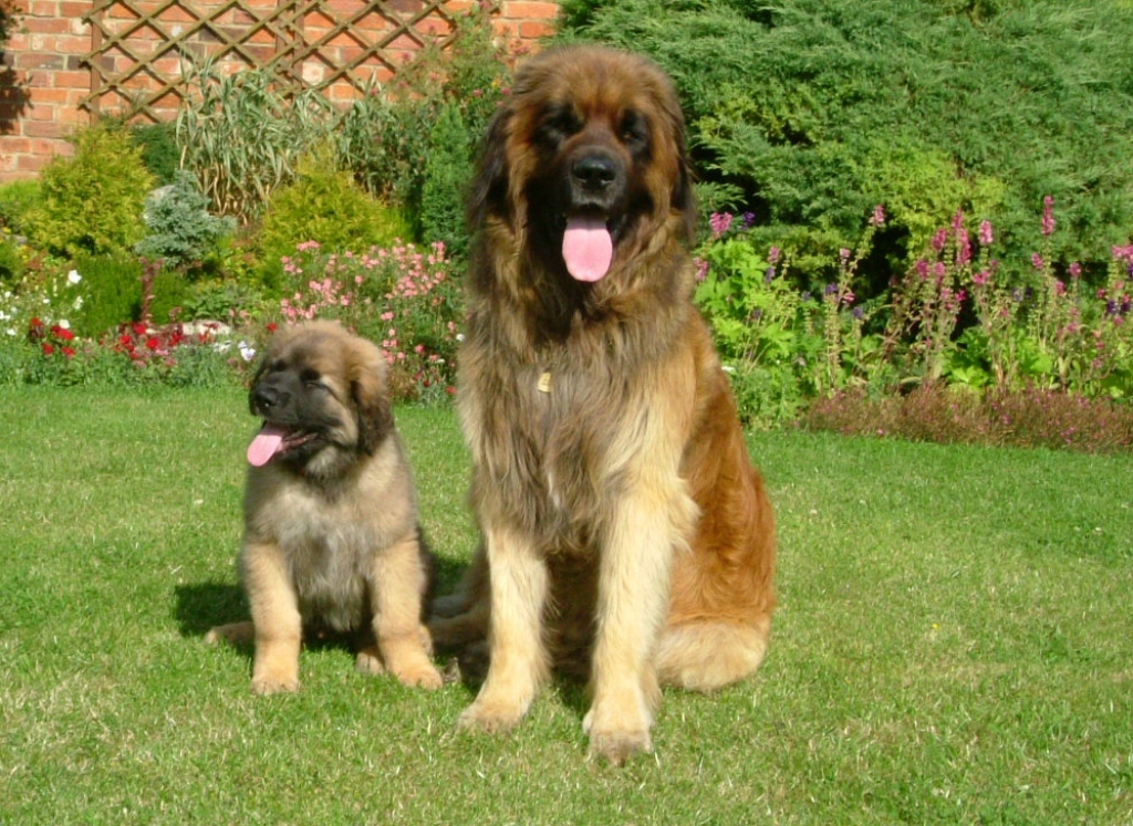 The Giant Leonberger Dog “The New Lion” (11)