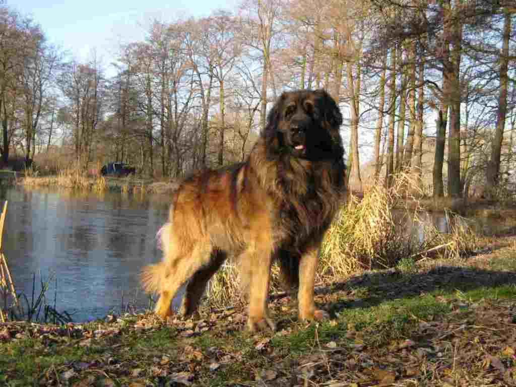 5 Hottest Facts About Giant Leonberger Dog “The New Lion” 13 The Giant Leonberger Dog “The New Lion” (12)