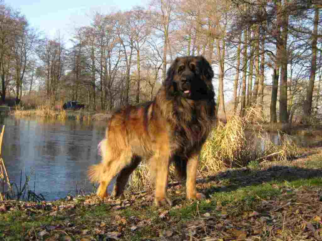 The Giant Leonberger Dog “The New Lion” (12)