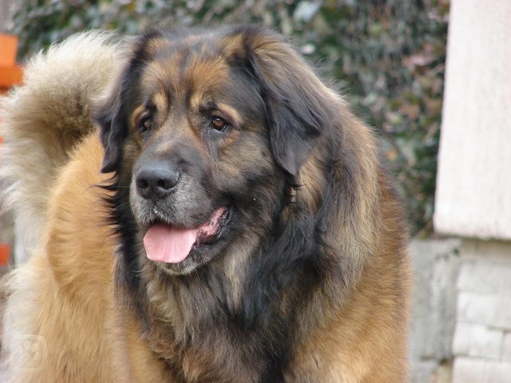 The Giant Leonberger Dog “The New Lion” (13)