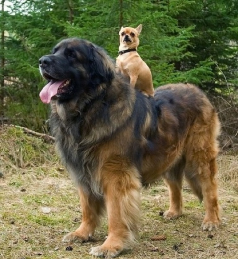 The Giant Leonberger Dog “The New Lion” (14)