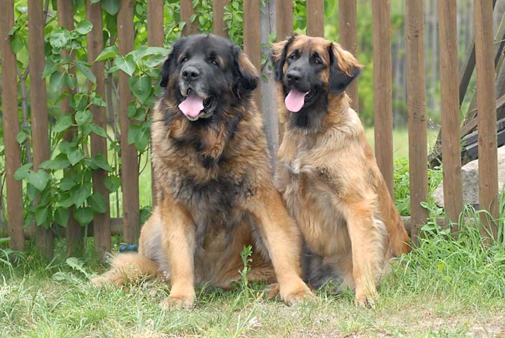 The Giant Leonberger Dog “The New Lion” (15)