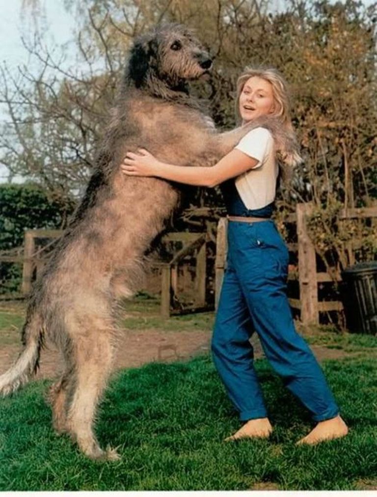 The Giant Leonberger Dog “The New Lion” (17)