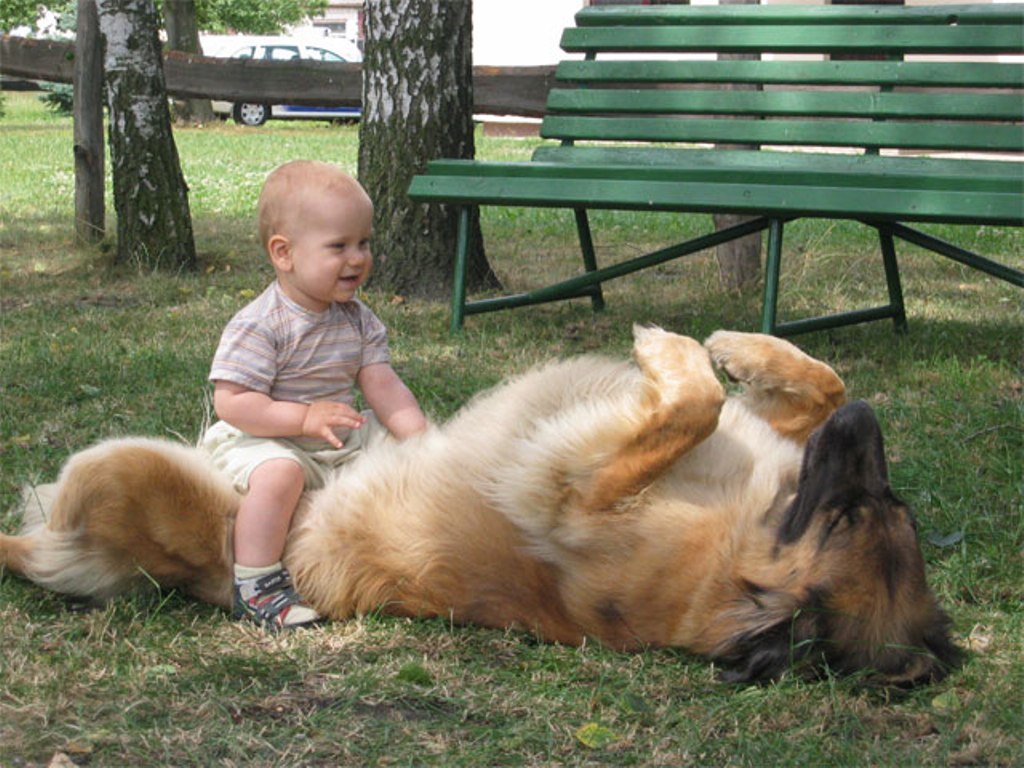 The Giant Leonberger Dog “The New Lion” (18)