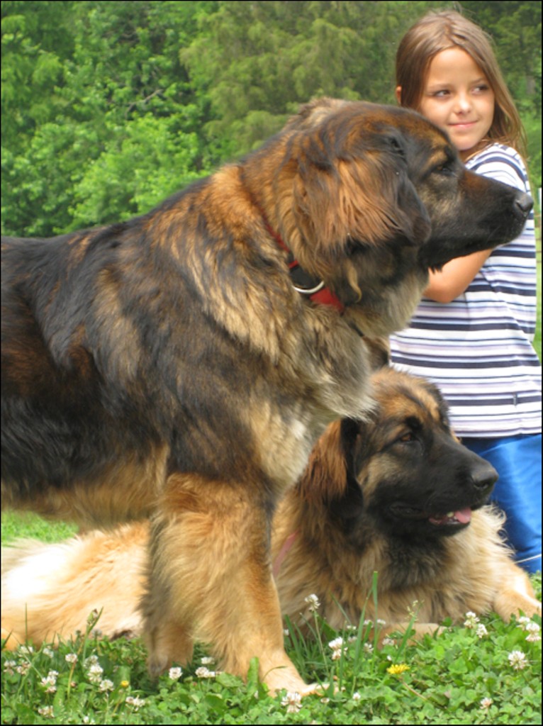 The Giant Leonberger Dog “The New Lion” (19)