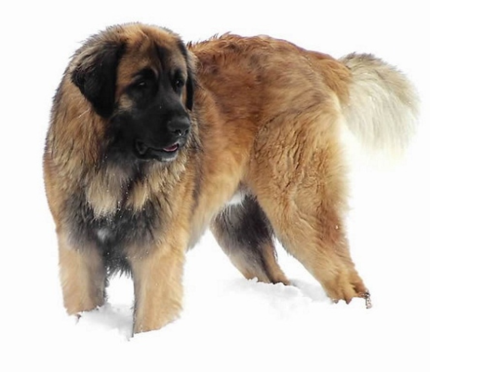 The Giant Leonberger Dog “The New Lion” (2)