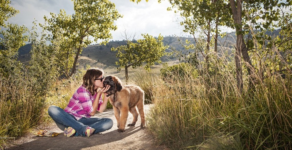 5 Hottest Facts About Giant Leonberger Dog “The New Lion” 21 The Giant Leonberger Dog “The New Lion” (20)