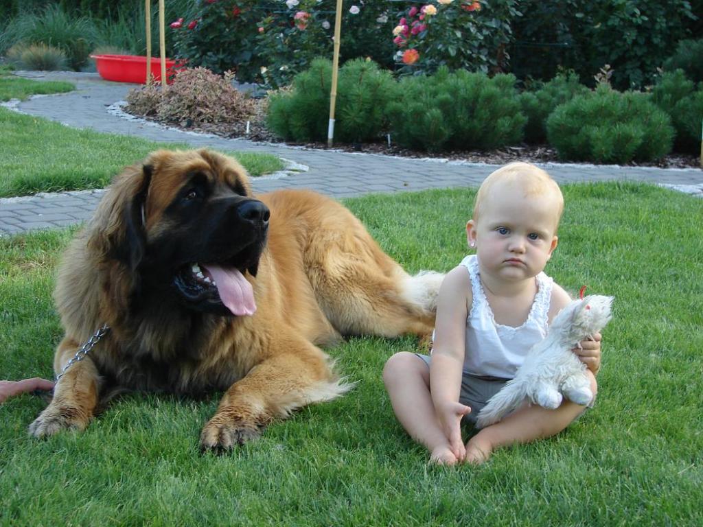 The Giant Leonberger Dog “The New Lion” (21)