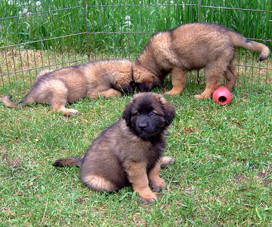 5 Hottest Facts About Giant Leonberger Dog “The New Lion” 23 The Giant Leonberger Dog “The New Lion” (22)