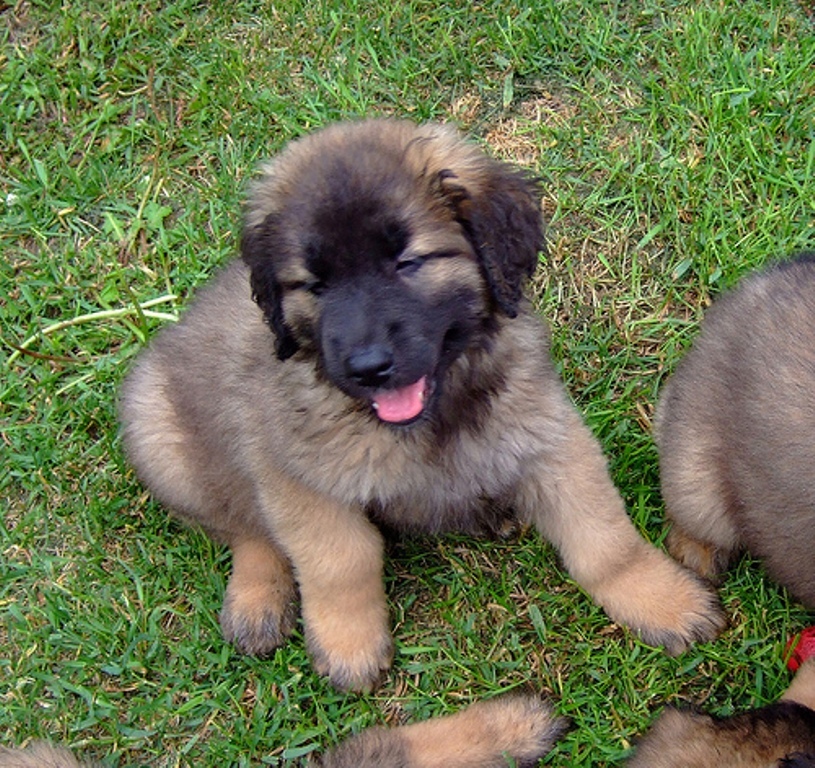 The Giant Leonberger Dog “The New Lion” (23)