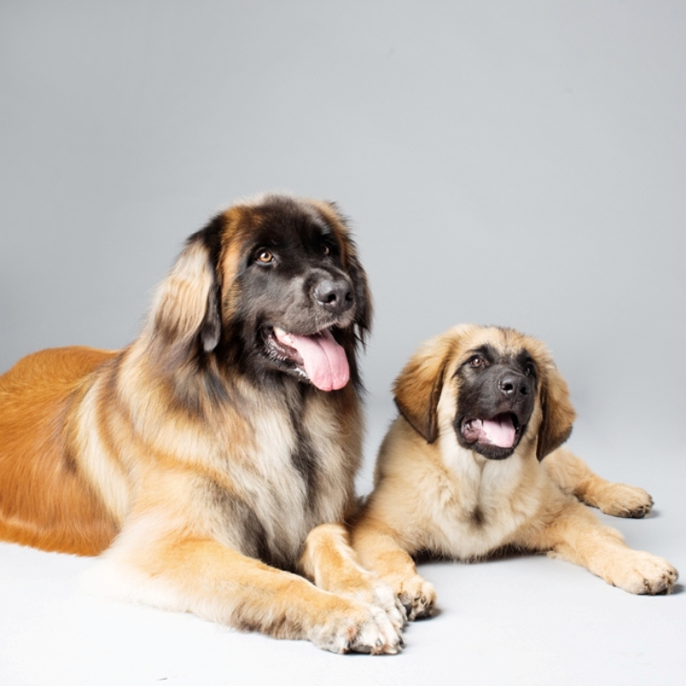 The Giant Leonberger Dog “The New Lion” (24)