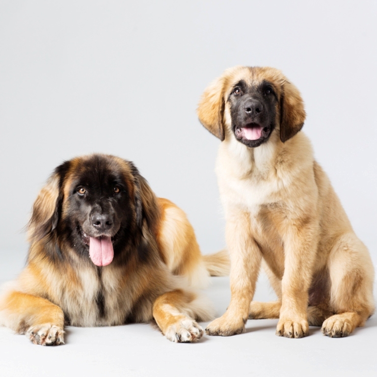 The-Giant-Leonberger-Dog-“The-New-Lion”-25 5 Hottest Facts About Giant Leonberger Dog “The New Lion”